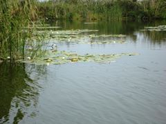 Doar ...  NATURA